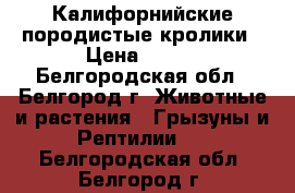 Калифорнийские породистые кролики › Цена ­ 250 - Белгородская обл., Белгород г. Животные и растения » Грызуны и Рептилии   . Белгородская обл.,Белгород г.